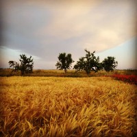 "Sistemas agroalimentarios y Desarrollo Territorial" del IEGD-CSIC prosigue la publicación de análisis sobre el sistema agroalimentario en un mundo post-covid en espacios de divulgación "Sistemas agroalimentarios y Desarrollo Territorial" del IEGD-CSIC prosigue la publicación de análisis sobre el sistema agroalimentario en un mundo post-covid en espacios de divulgación