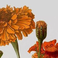 El proyecto Hispanema en el que participa el Instituto de Historia presenta el documental 'Las vidas múltiples de la flor de veinte pétalos' El proyecto Hispanema en el que participa el Instituto de Historia presenta el documental 'Las vidas múltiples de la flor de veinte pétalos'