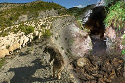 Conferencia: "Con pastores y ovejas en la vereda de la neolitización: evidencias arqueológicas de la Cueva de Els Trocs, Bisaurri, Huesca"
